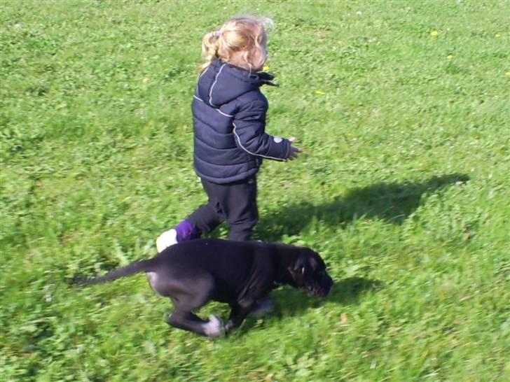 Grand danois Chili - Kom, vi stikker af.... billede 11