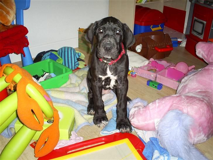 Grand danois Chili - Nej, det var ikke mig, sådan så det ud da jeg kom.... billede 12