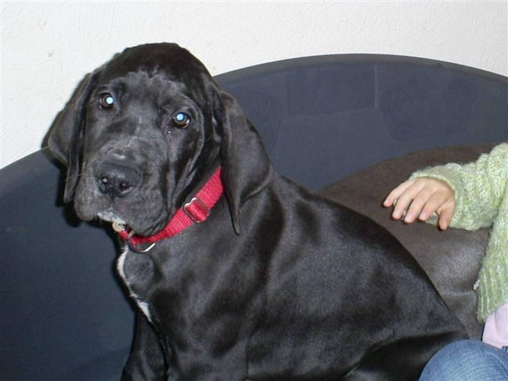 Grand danois Chili - Nogle gange er jeg bare kær. billede 13