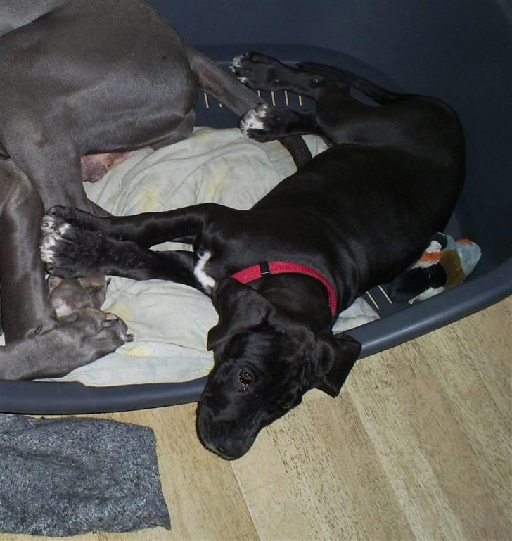 Grand danois Chili - Hvem var det der snorkede? billede 14