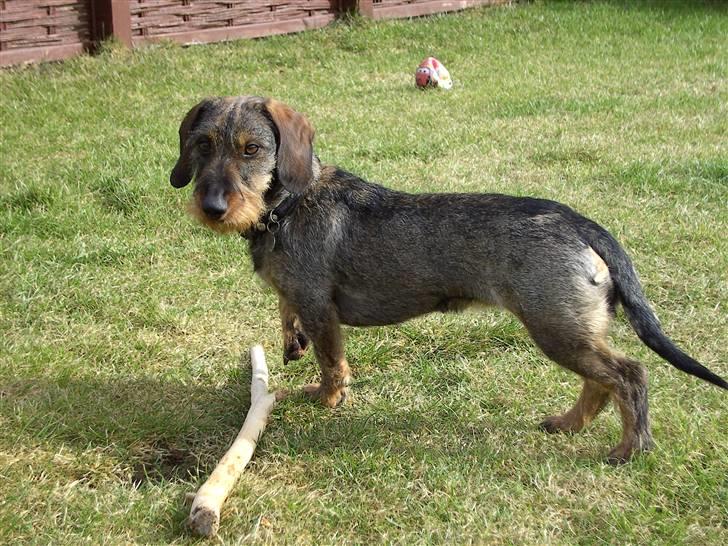 Gravhund Mille - Mille i haven billede 1