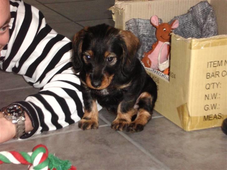 Gravhund Mille - Mille er lige kommet hjem billede 2