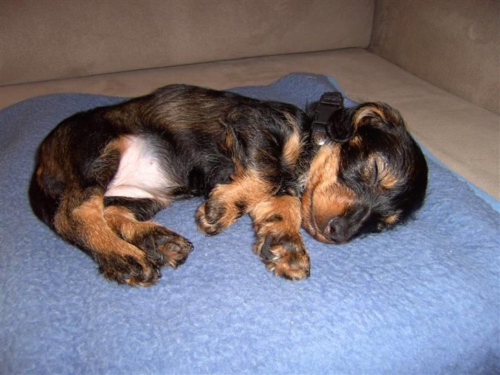 Gravhund Mille - Endnu en slapper billede 3