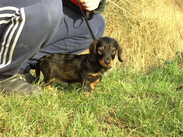 Gravhund Mille - Mille er ude og gå¨tur billede 4