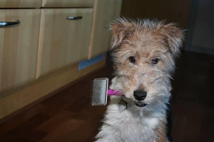 Ruhåret foxterrier "Tippe" - Kan man blive børstet? billede 9