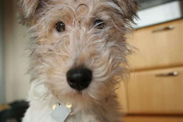 Ruhåret foxterrier "Tippe" - Halløj billede 10