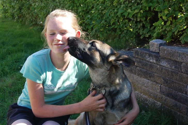 Schæferhund Dina billede 17