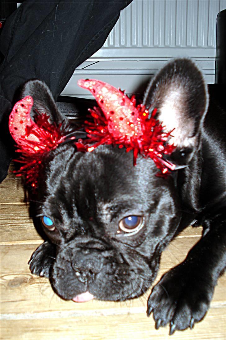 Fransk bulldog Orla R. I. P  - min lille "djævlehund":-D billede 10