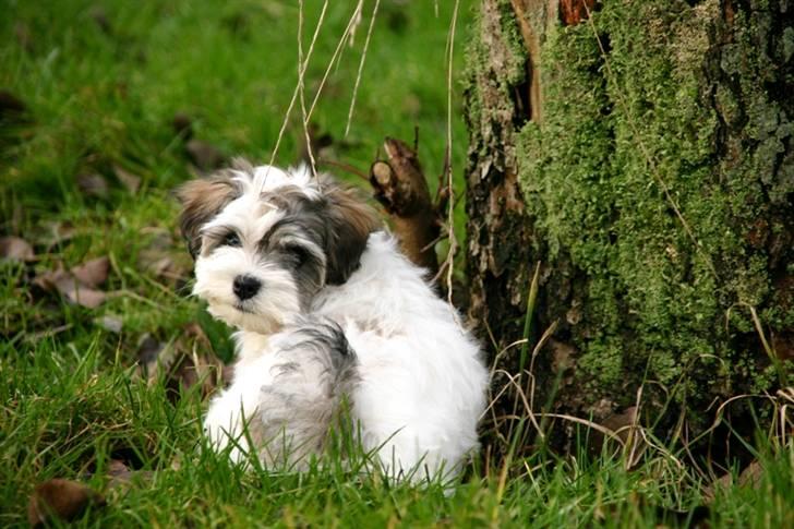 Bichon havanais Kennel Honiahaka`s Luna - Jeg gider ikke, at blive fotograferet nu..... billede 13