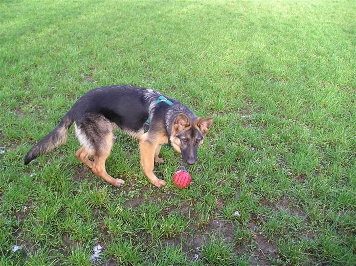 Schæferhund SENTA billede 12