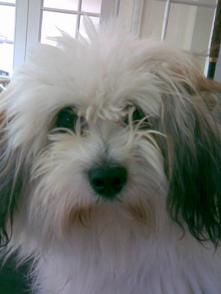 Coton de tulear cosmo(whitebear Fernando) - sådan ser Cosmo ud idag xD han er sweety ikk´<33 billede 11