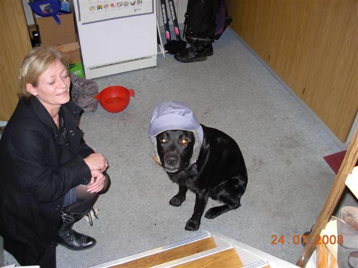 Labrador retriever Oscar billede 16