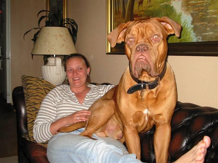 Dogue de bordeaux Onslow R.I.P - HVAD...????? For stor til at sidde på skødet.. Arh.. Kan man det? billede 14