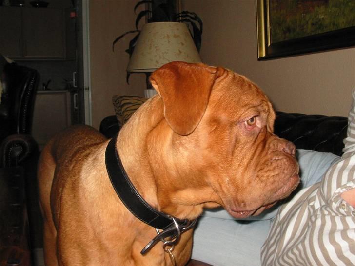 Dogue de bordeaux Onslow R.I.P - Hov... Var det mit? Gi mig, gi mig, gi mig billede 15