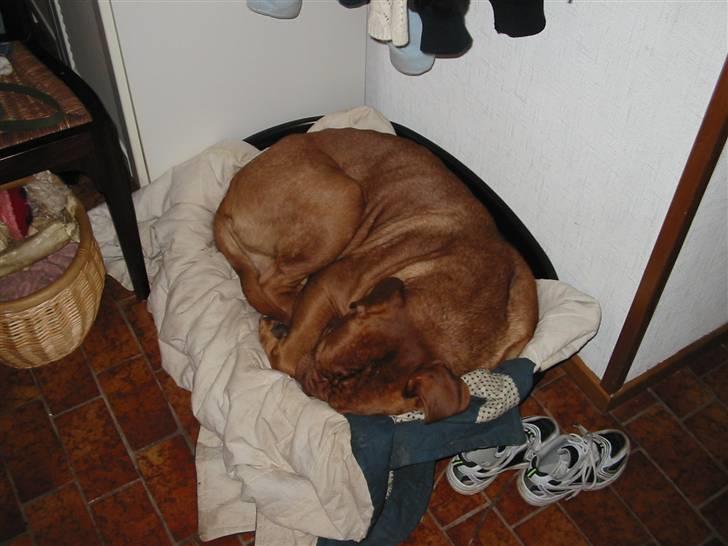 Dogue de bordeaux Onslow R.I.P - Åhh... Min elskede kasse... billede 16