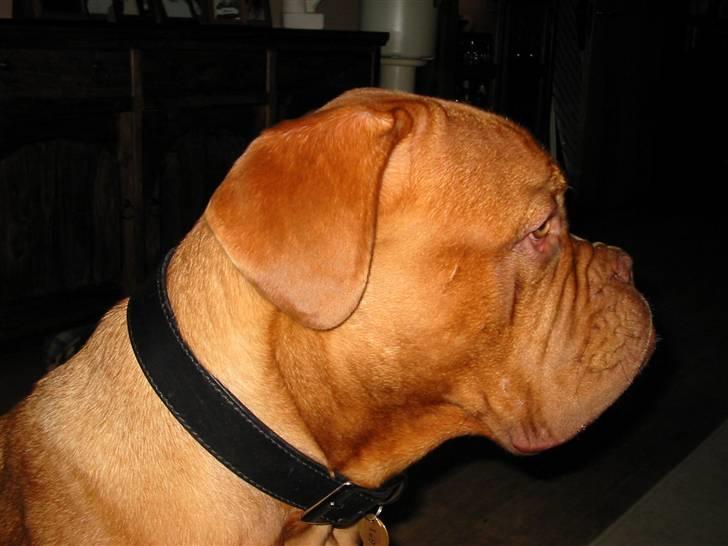 Dogue de bordeaux Onslow R.I.P - Lad mig nu bare være lidt hængemule... Ih altså billede 17