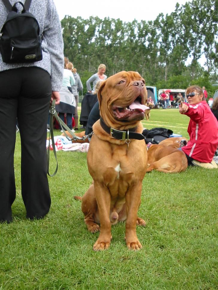 Dogue de bordeaux Onslow R.I.P - Det er ikke pænt at pege... DITTE! billede 18