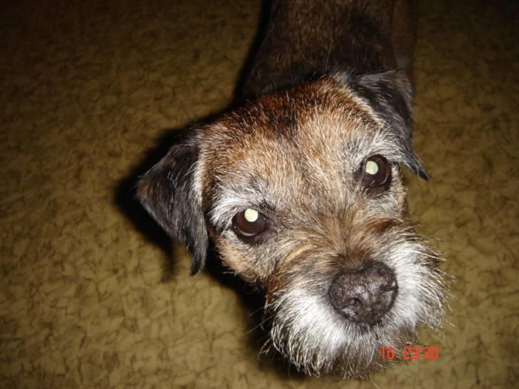 Border terrier Emmy - Har du noget spiseligt? billede 1