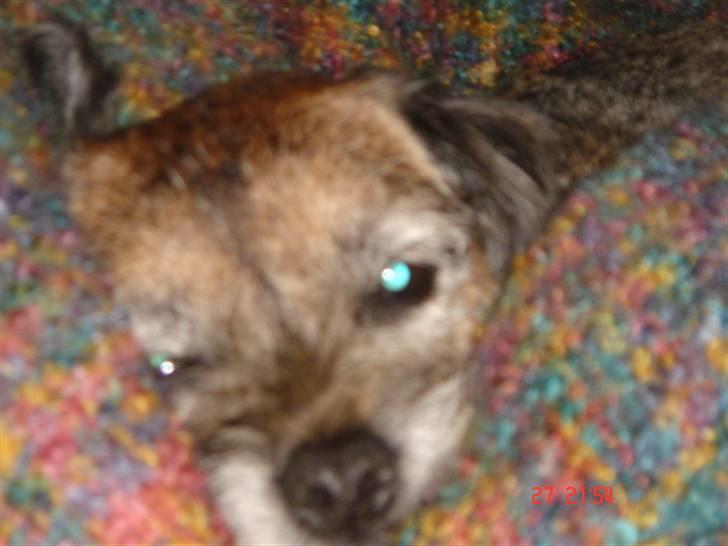 Border terrier Emmy - Det er lækket at ligge i luksus. billede 2