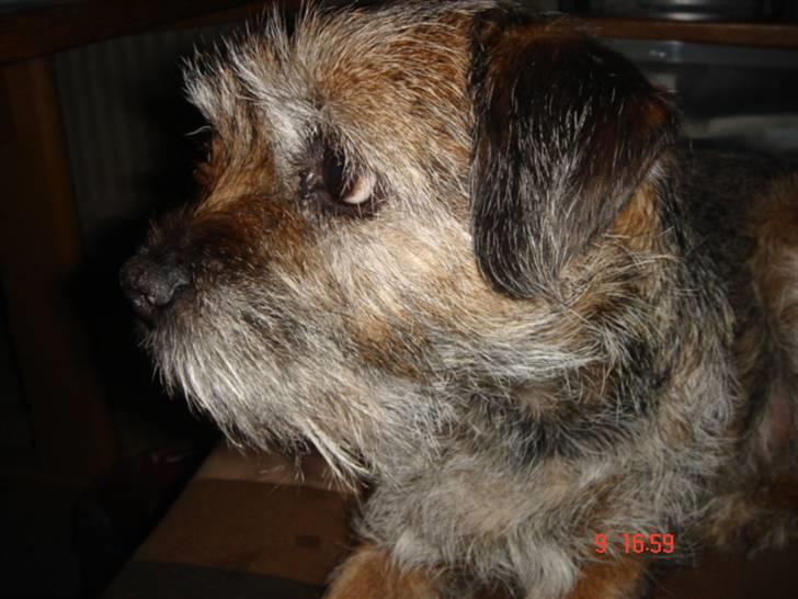 Border terrier Emmy - Hovsa! Hvad går jeg glip af? billede 3