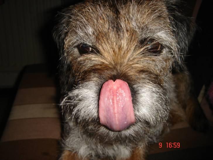 Border terrier Emmy - MMMMMmmmmmm.... Det var en lækkerbidsken. billede 4