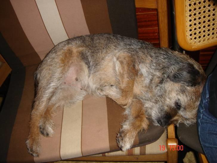 Border terrier Emmy - Én stol er ikke nok. Hofdamen kan bare humme sig. billede 5