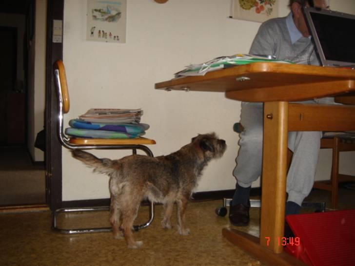 Border terrier Emmy - Han MÅ da ha´ noget spiseligt, ham morfar! billede 6
