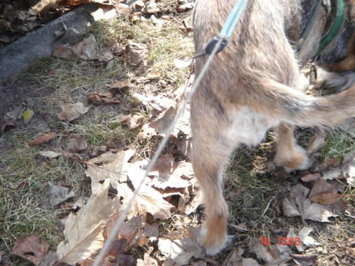 Border terrier Emmy - Jeg har altså en fært af noget her!!! billede 7