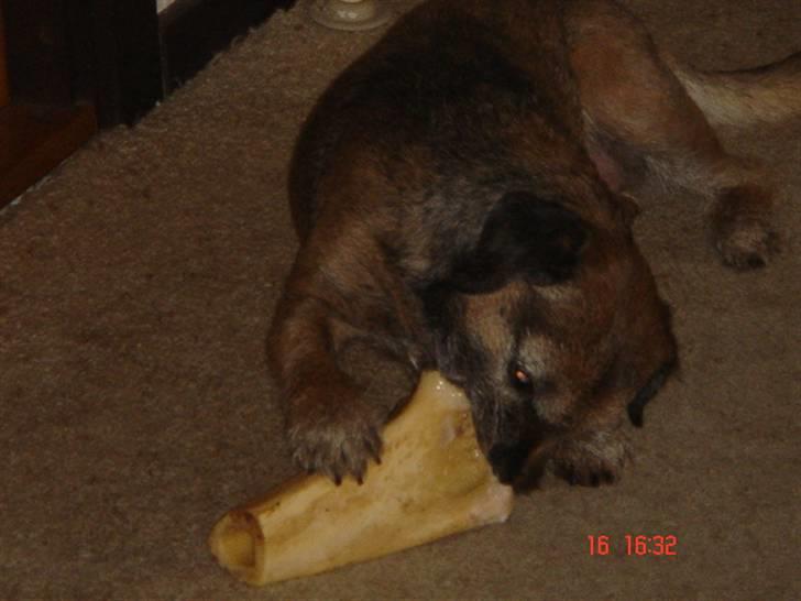 Border terrier Emmy - Ahhhh - et lille lækkert ben ...  billede 8