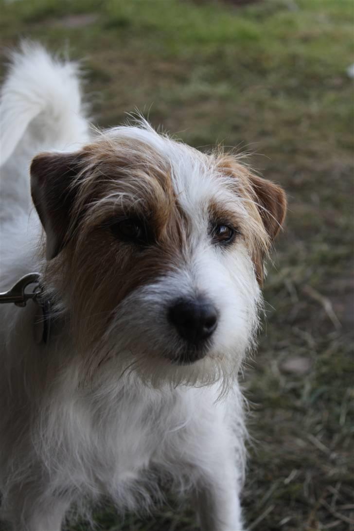 Parson russell terrier                »' Tine <3 - 16| 13/6 ´09. Foto Emma billede 16