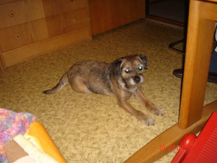 Border terrier Emmy - Her kan jeg holde øje med alle bevækelser i køkkenet - jeg skulle jo nødig gå glip af noget - spiseligt. billede 9