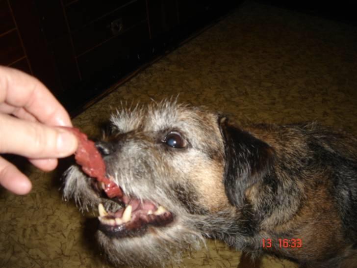 Border terrier Emmy - Lækkerrier - og fiiiine bisser  billede 10