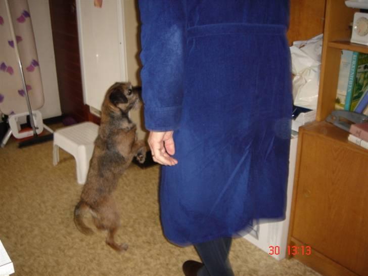 Border terrier Emmy - Så, morfar. Kom NUUUUUUU med dén mad.  billede 11