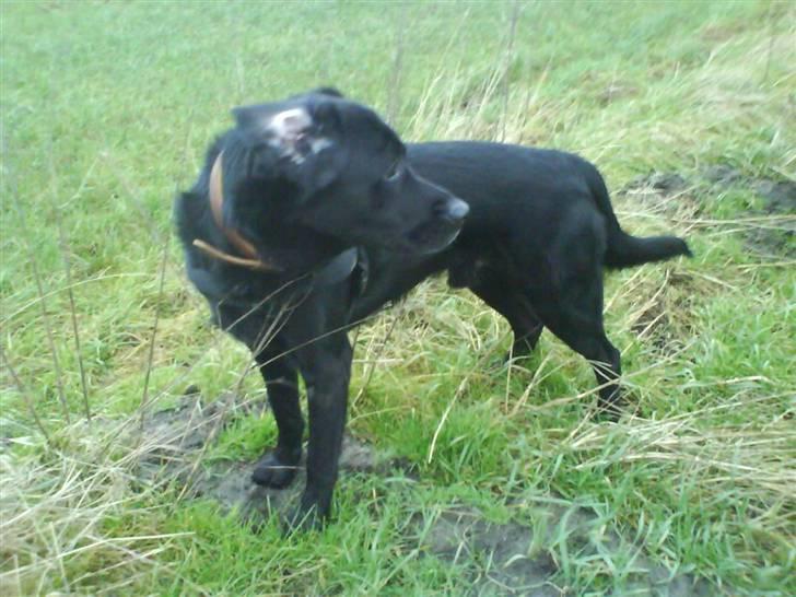 Labrador retriever Oscar billede 17