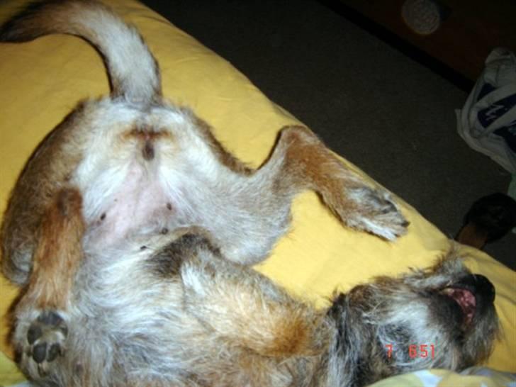 Border terrier Emmy - Jubiiiiiiiiiiiiiiiiiiii - Det er skøøøøønt at vågne om morgenen ...  billede 13