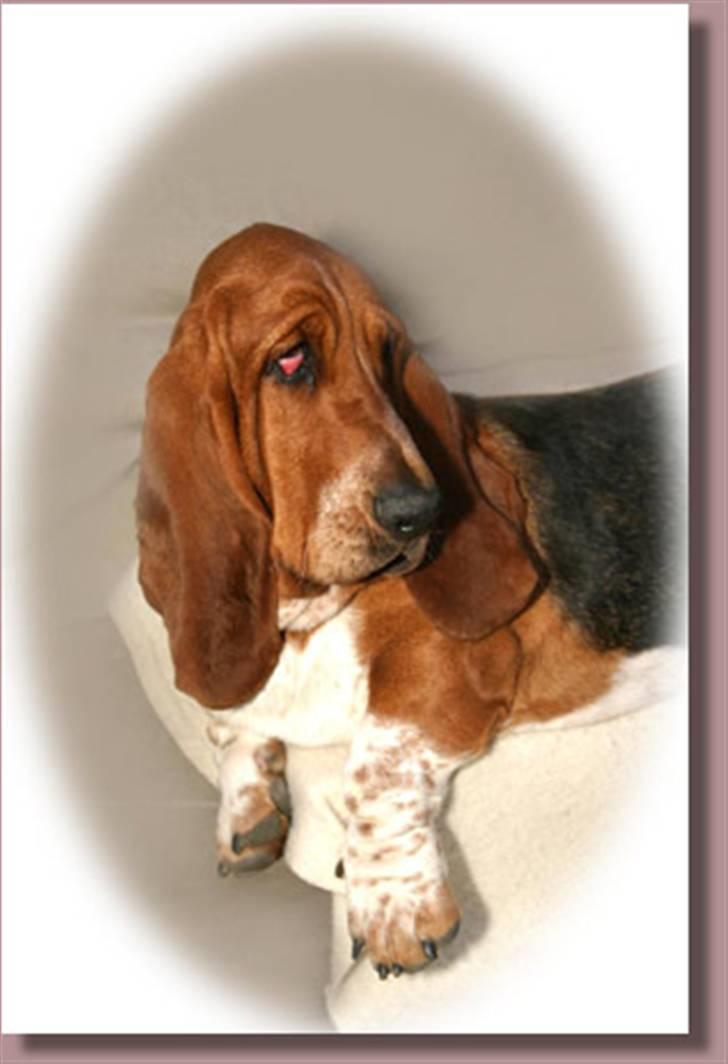 Basset hound Ludvig - Ludvig er nu blevet voksen og smuk, og fra i dag kan han kalde sig far han er i dag 6-11-2008 blevet far til 10 super hvalpe billede 1