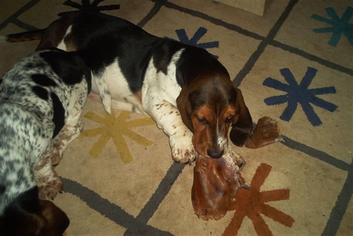 Basset hound Ludvig billede 2