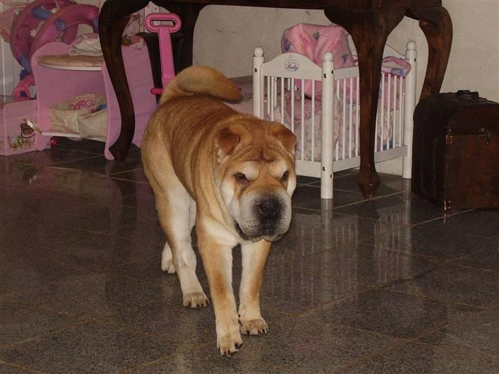 Shar pei Bertil billede 17