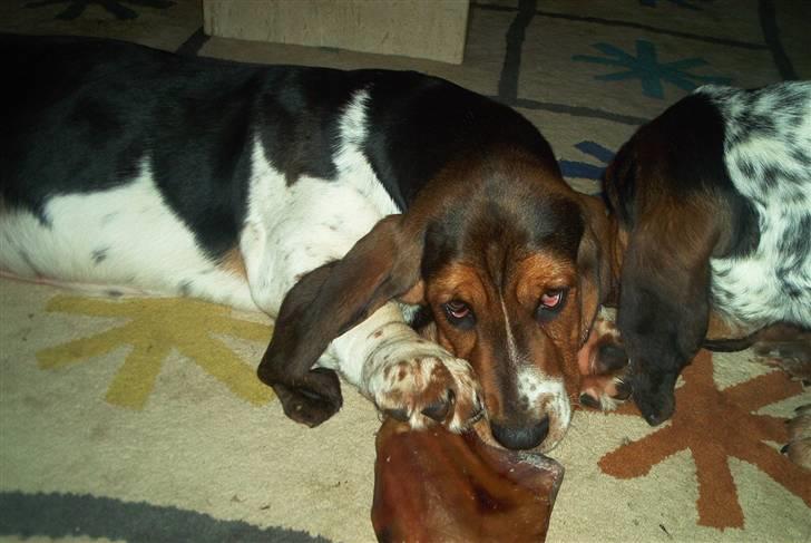 Basset hound Ludvig billede 3
