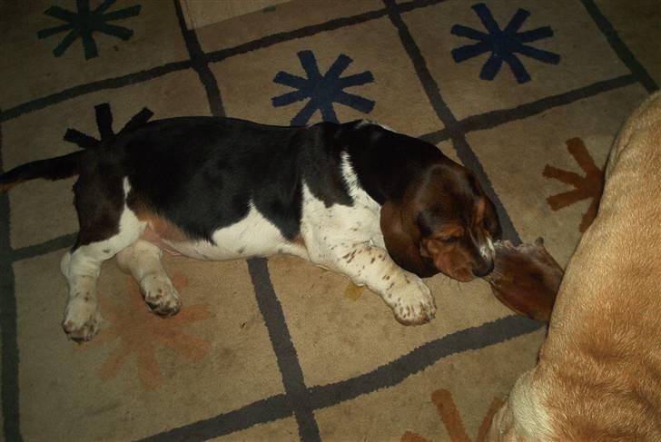 Basset hound Ludvig billede 4