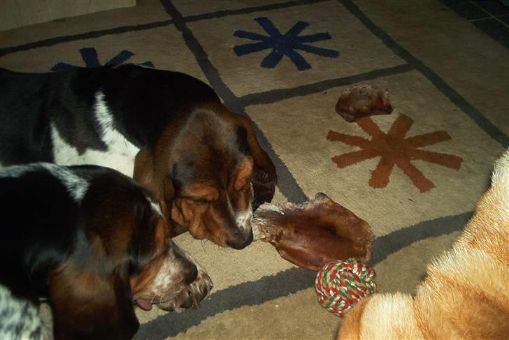 Basset hound Ludvig billede 5