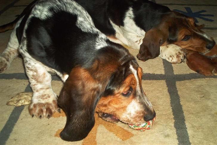 Basset hound Emma billede 1