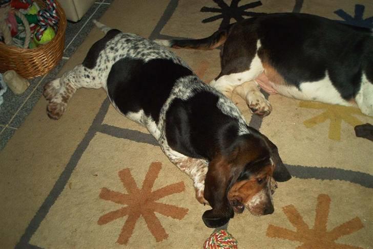 Basset hound Emma billede 2