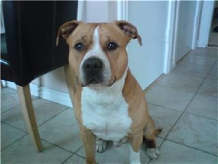 Amerikansk staffordshire terrier Baloo billede 12