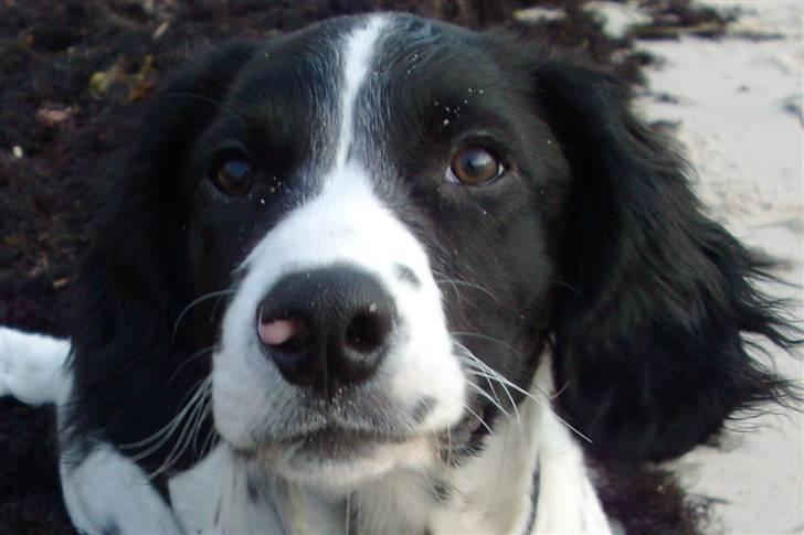 Engelsk springer spaniel Zimba - Nysgerrige Zimba billede 1