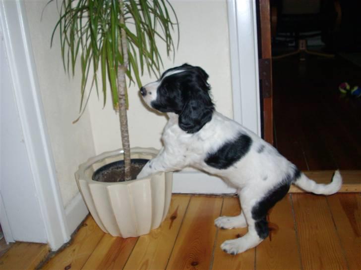 Engelsk springer spaniel Zimba - Et "stamtræ" i entreen billede 2