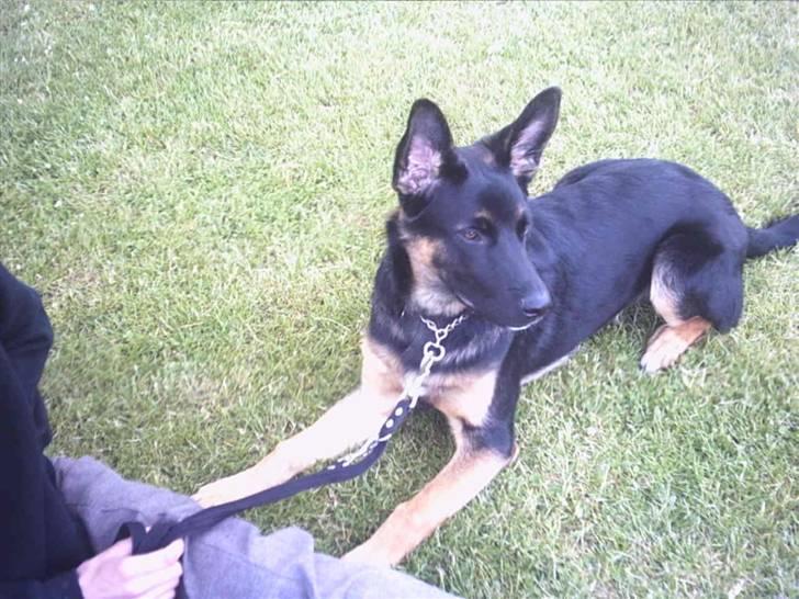 Schæferhund king of the world billede 8