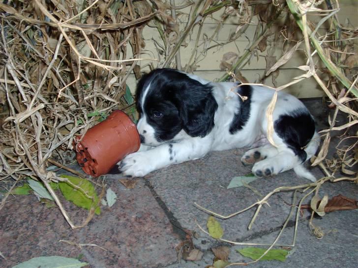 Engelsk springer spaniel Zimba - Alt skal undersøges billede 3