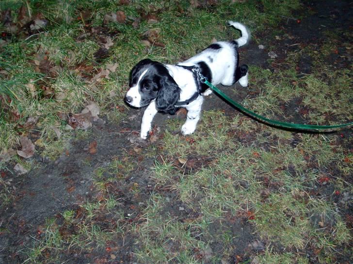 Engelsk springer spaniel Zimba - Øv, i dag har jeg fået snor på, jeg kan bedre lide at løbe fri billede 4