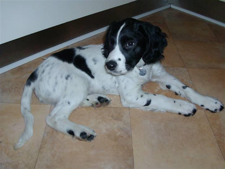 Engelsk springer spaniel Zimba - Afslapning i køkkenet billede 5